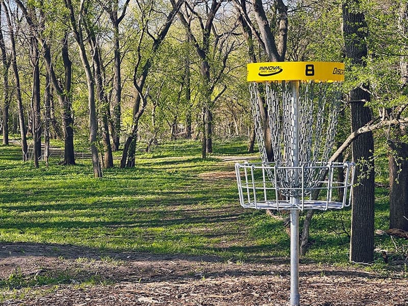 Mossy forest path winding through tall trees